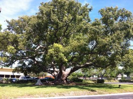 Certified Arborist Clearwater, Clearwater Certified Arborist, Camphor Tree Clearwater, 