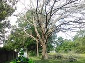 Tree Service Safety Harbor, Safety Harbor Tree Service, Tree Removal Safety Harbor, Safety Harbor Tree Removal, Tree Pruning Safety Harbor, Safety Harbor Tree Pruning,