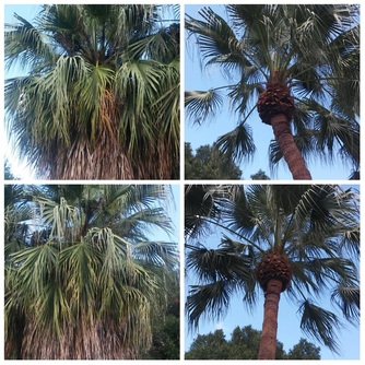 Tree Service, Palm Pruning, Palm Trimming