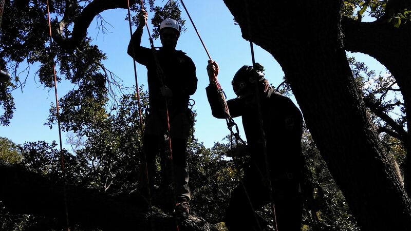 Tree Service in Brewer, Tree Service in Maine, Arborist in Maine, Arborist in Brewer, Brewer Arborist