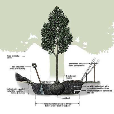 Value of a tree, tree planting instructions, Plant a tree