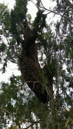Bee Swarm in a tree, Bee Swarm, Bees in Tree, 