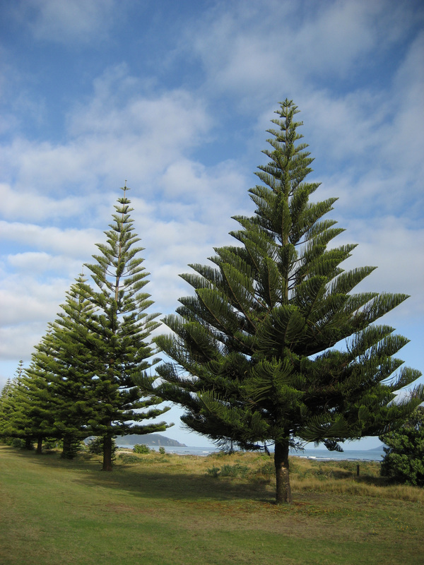 Norfolk Island Pine tree