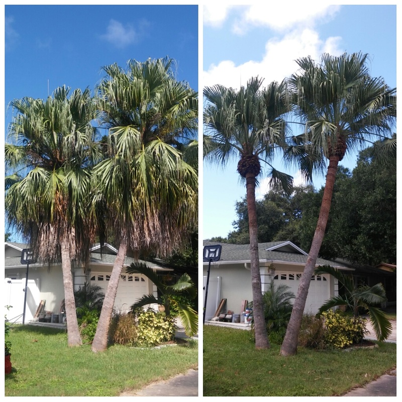 Tree Service, Palm Pruning, Palm Trimming