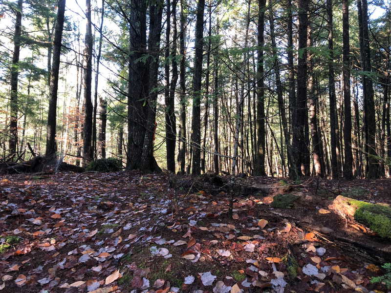 Tree Service in Brewer, Tree Service in Maine, Arborist in Maine, Arborist in Brewer, Brewer Arborist